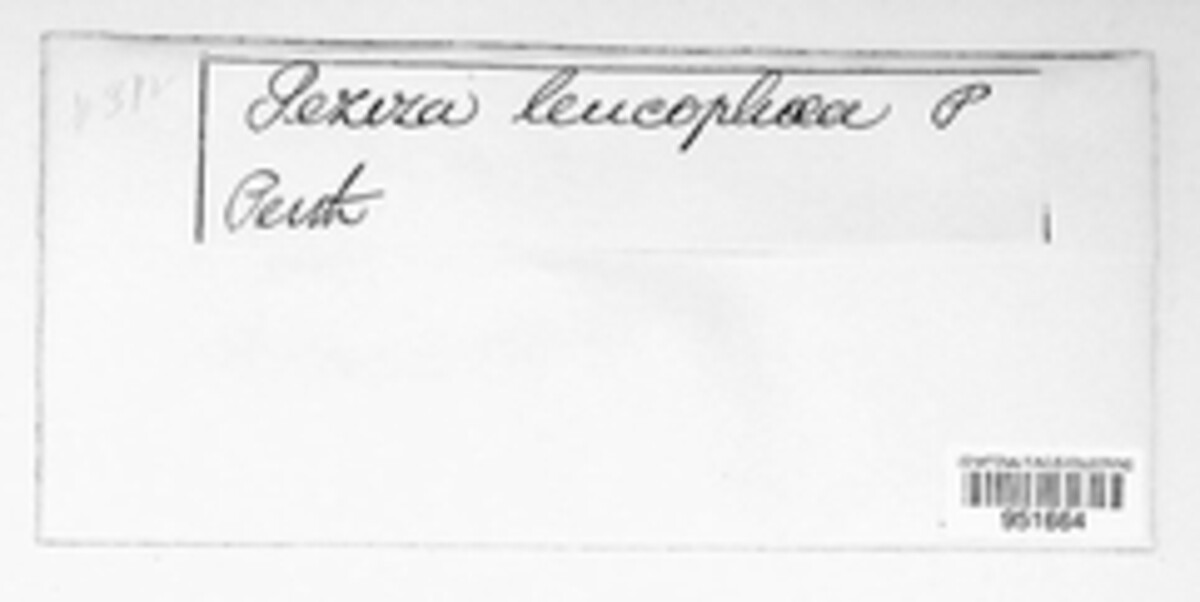 Lachnum mollissimum image